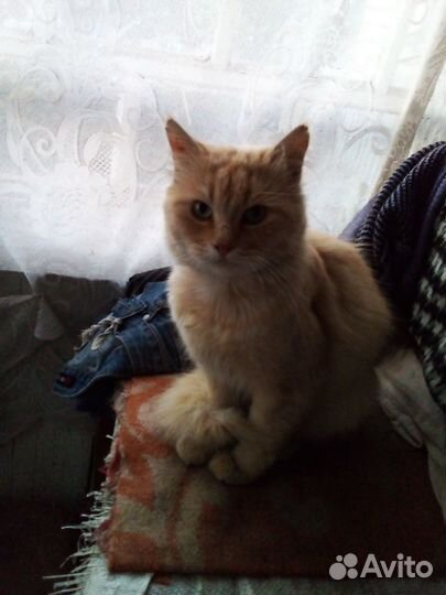 Кот в хорошие руки
