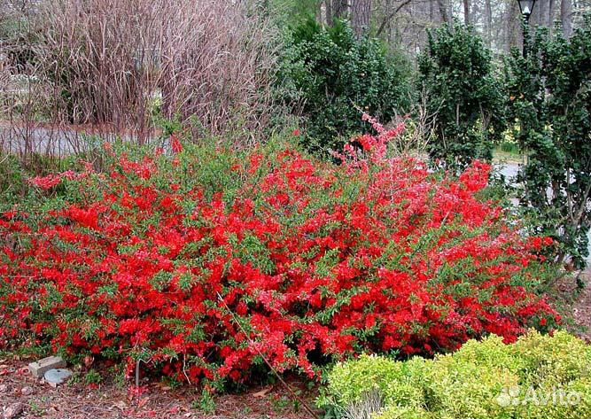 Айва японская средняя Кримсон Энд Голд