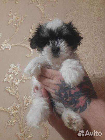 Метис от мальтезе