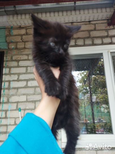 Кошка в дар бесплатно