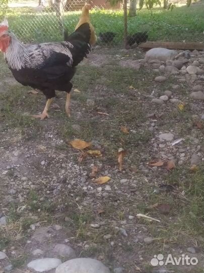 Куры петухи