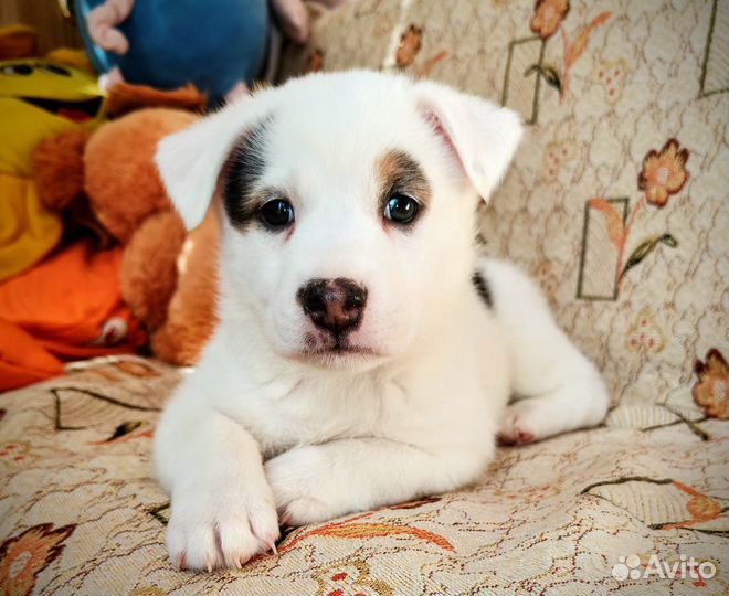 Щенок в добрые руки