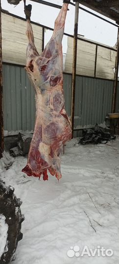 Мясо говядина