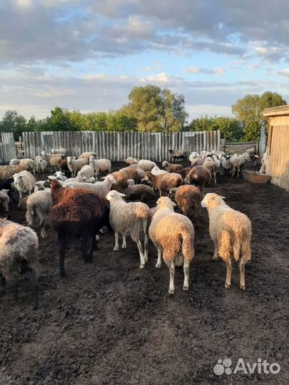 Овцы бараны ягнята оптом