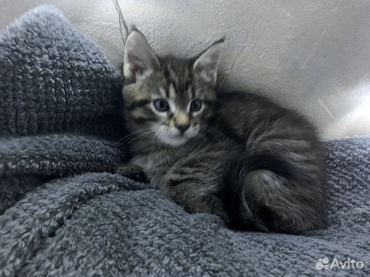 Котята мейн-кун