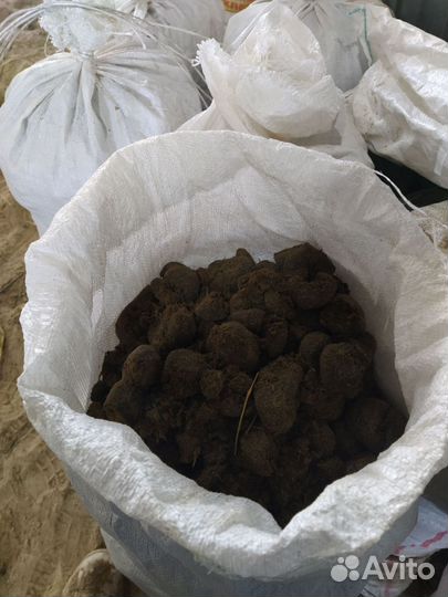 Конский навоз