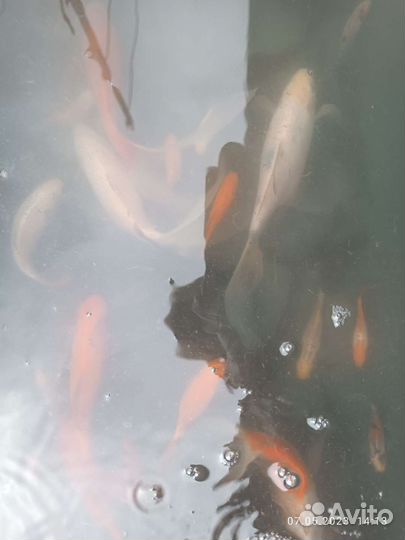 Прудовые рыбки цена от размера цвета