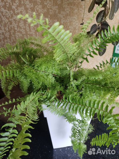 Папоротник комнатный