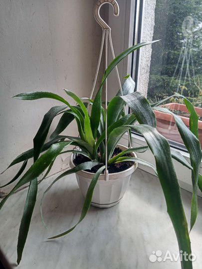 Экзотический цветок бильбергия