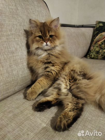 Шотландский котик на вязку