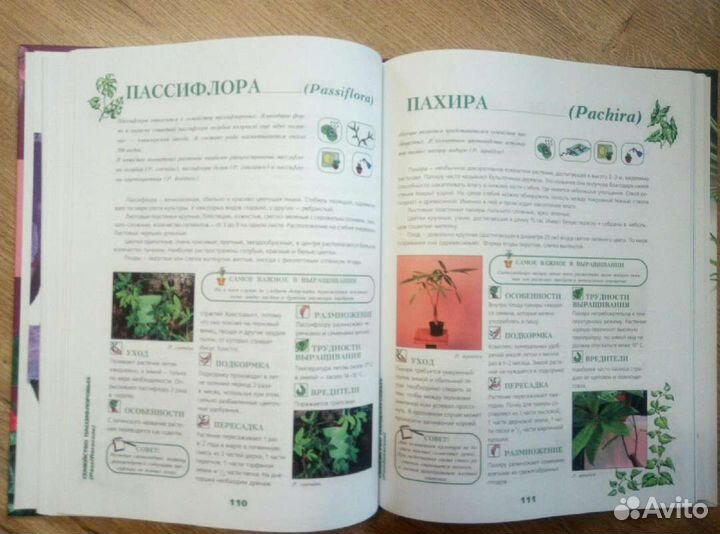 Энциклопедия комнатных растений