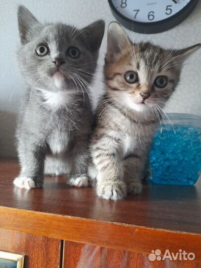 Отдам в добрые руки