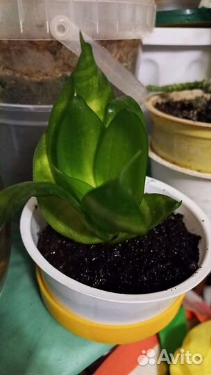 Сансевиерия