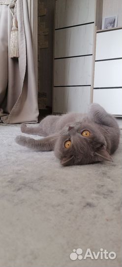 Кот шотландец