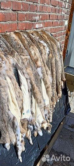 Рысевидная кошка шкура