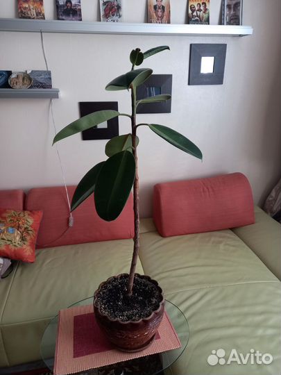 Фикус Эластика Чёрный принц