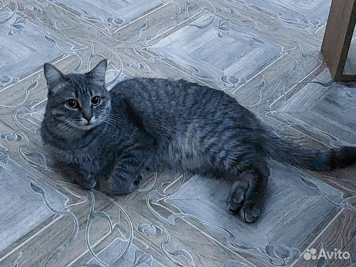 Кот в добрые руки