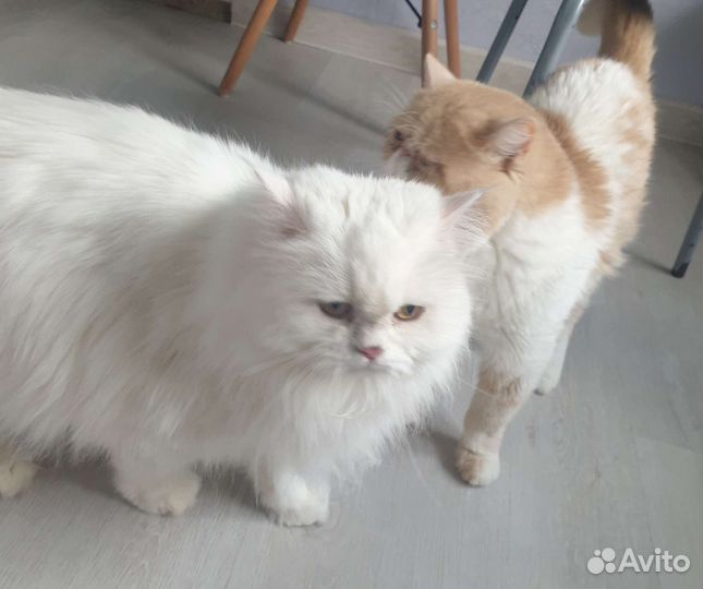 Персидская