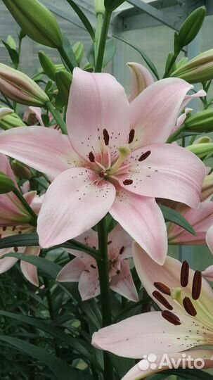 Лилия на срез