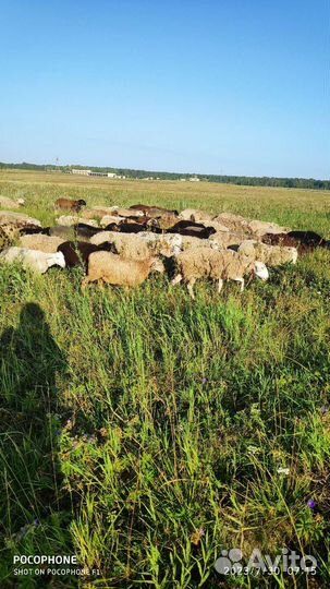 Овцы бараны, ягнята