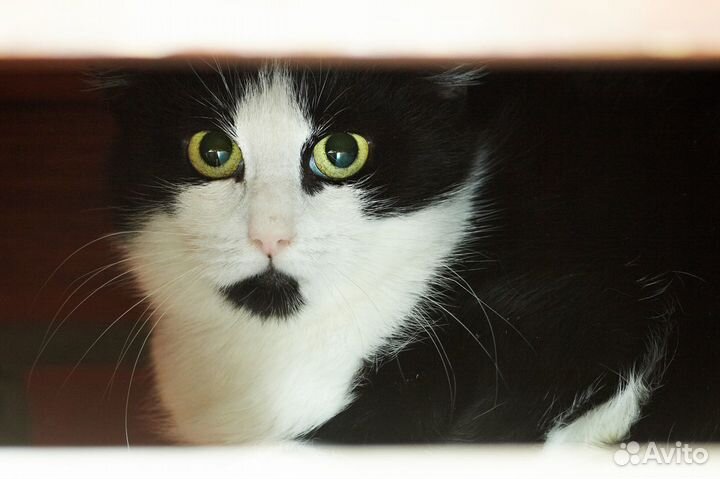 Кошка Моника