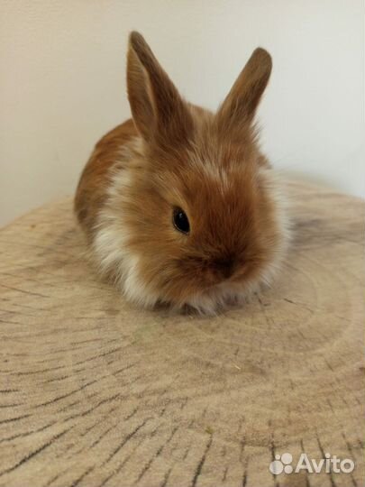 Декоративные кролики