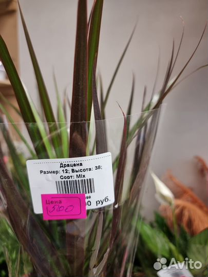 Драцена,драцена микс