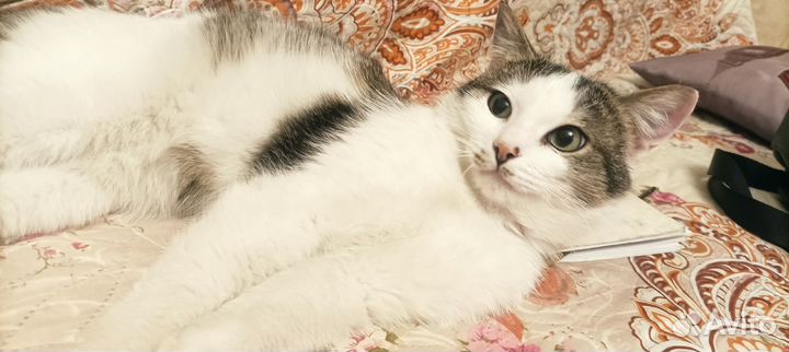 Котик ищет дом