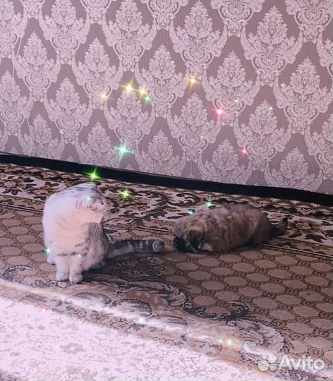 Щенки пекинеса