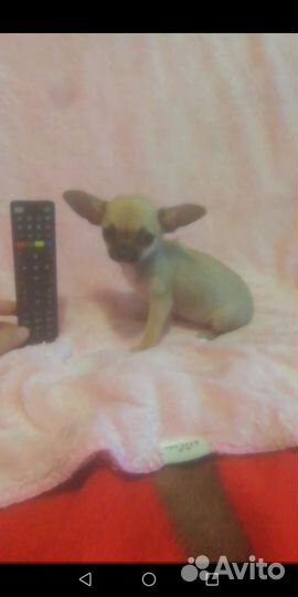 Малютка чишечка