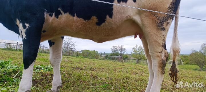 Тёлка стельная