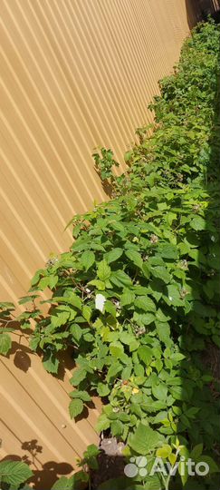 Саженцы смородина красная черная малина крыжовник