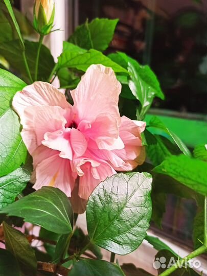 Гибискус китайская роза розовый