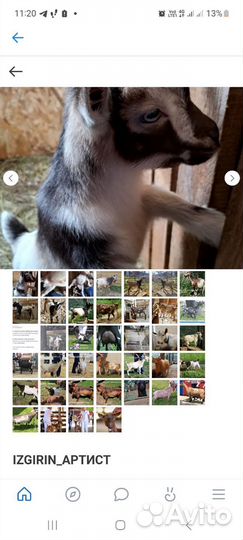 Голубоглазые камеруно нигерийские кн 75 и кн 50