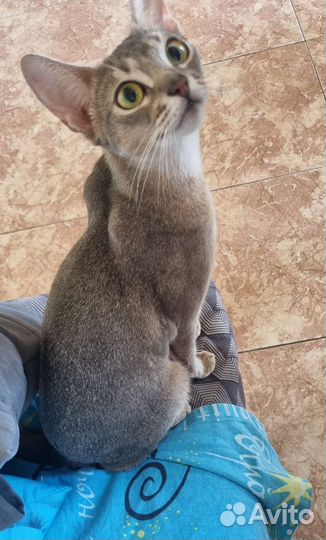 Абиссинская