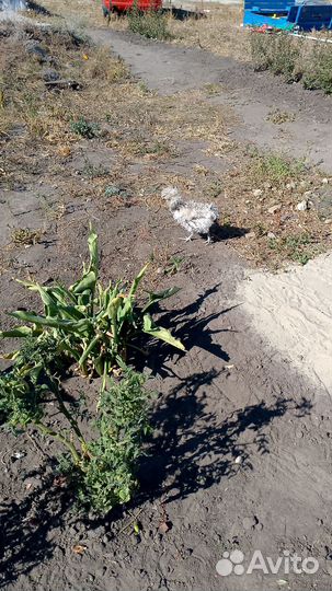 Куры петухи