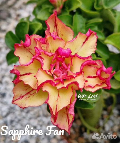 Адениум мини