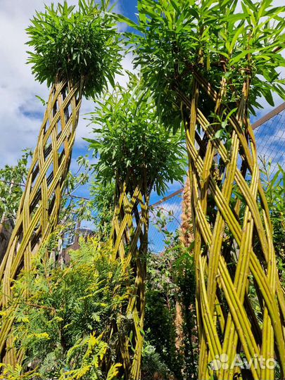 Плетёная ива / русская пальма/живая изгородь