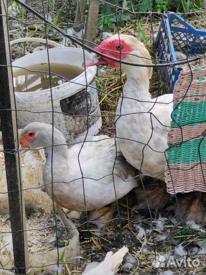 Мускусные утята индоутки