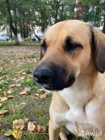 Найдена собака