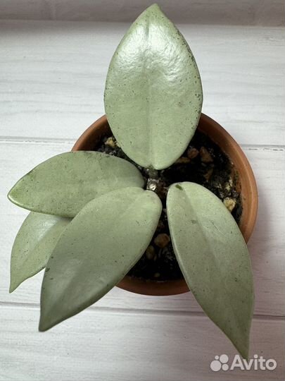 Хойя Wilbur graves silver