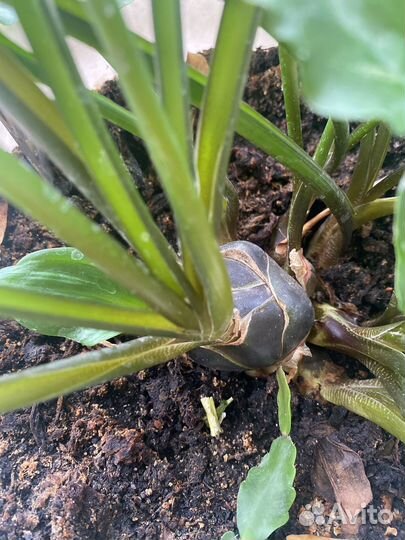 Дримиопсис100