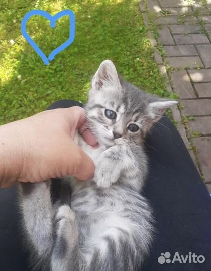 Котята бесплатно в дар