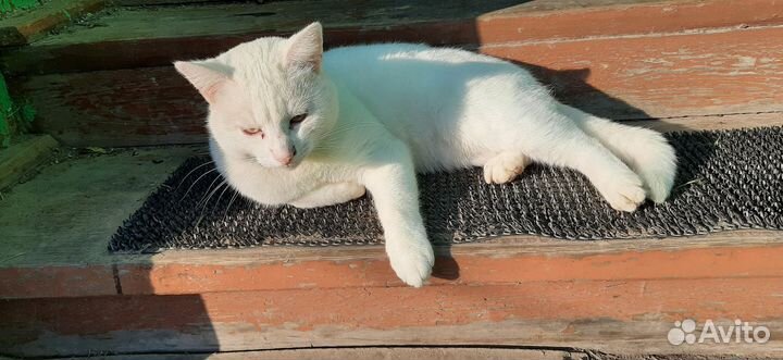 Отдам бесплатно котика