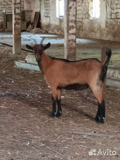 Чешские козы с козлятами