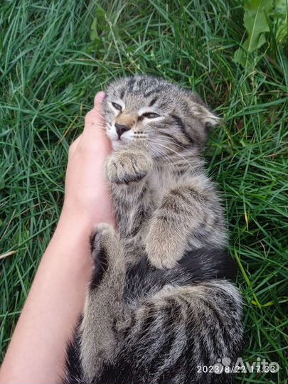 Отдам тигрицу