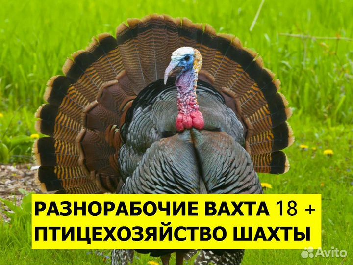 Вахта разнорабочий г. Шахты 18+