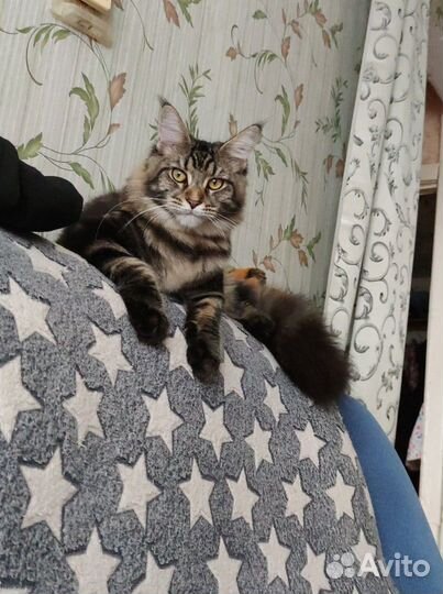 Котята мейн-кун