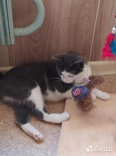 Кошка Дымка - ласковая, нежная - ищет дом