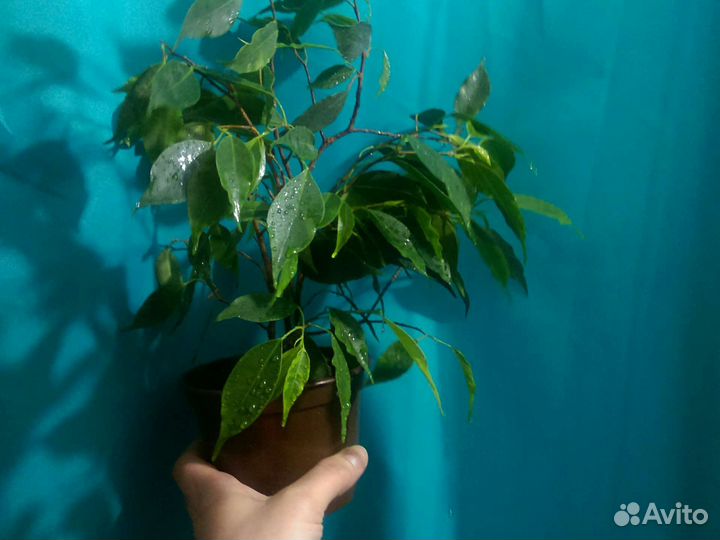 Фикус Бенджамина